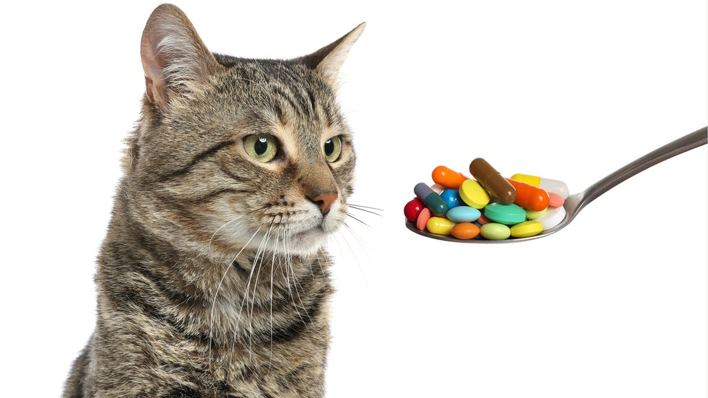 How to Get Your Cat to Take Their Supplements