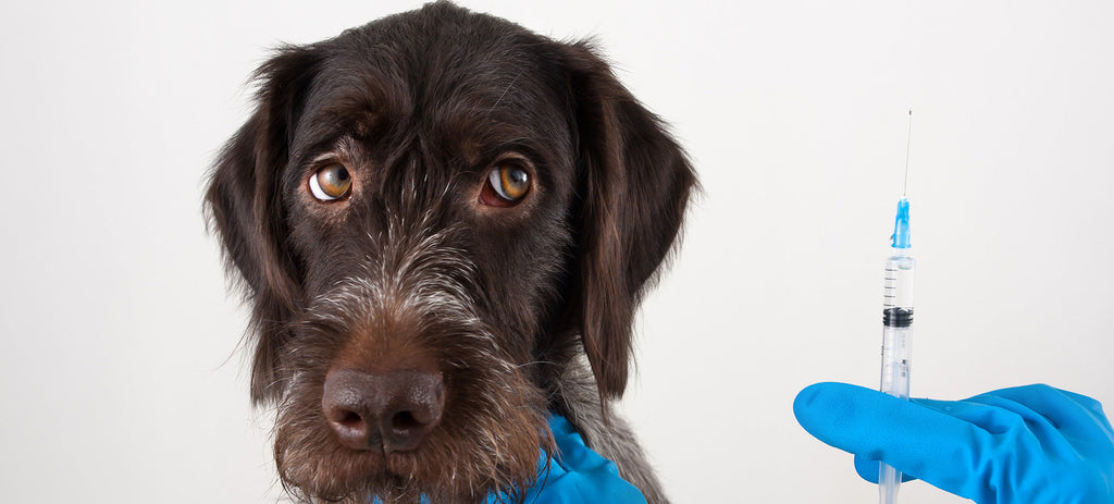 Are you Over-Vaccinating Your Dog or Cat?