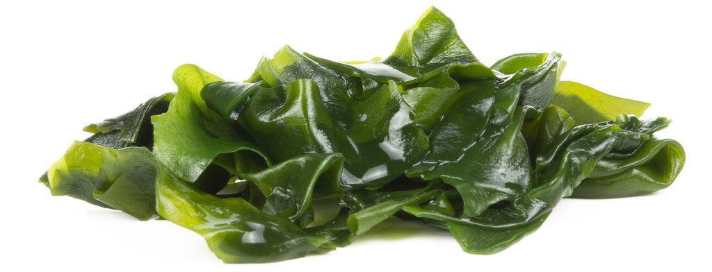 Kelp and Iodine for Dogs and Cats