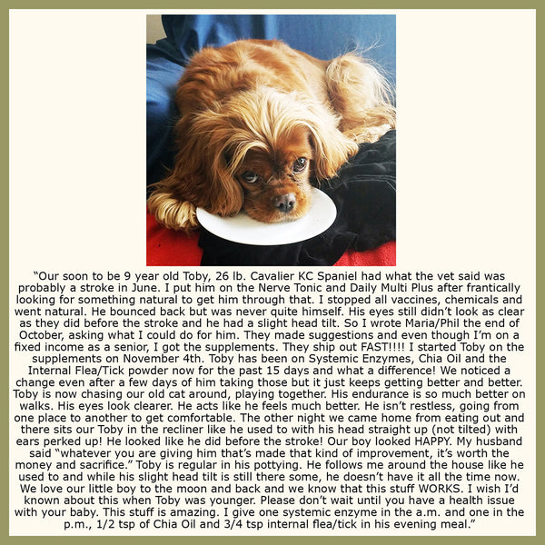 Systemic Proteolytic Enzymes for Dogs – The Pet Health and