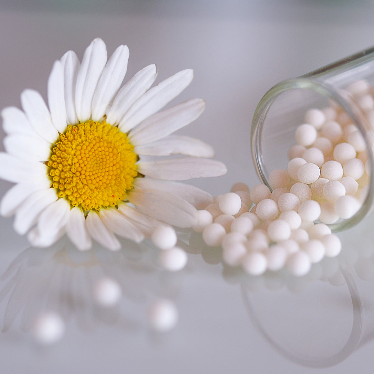 What is the hypericum perforatum dosage for dogs?