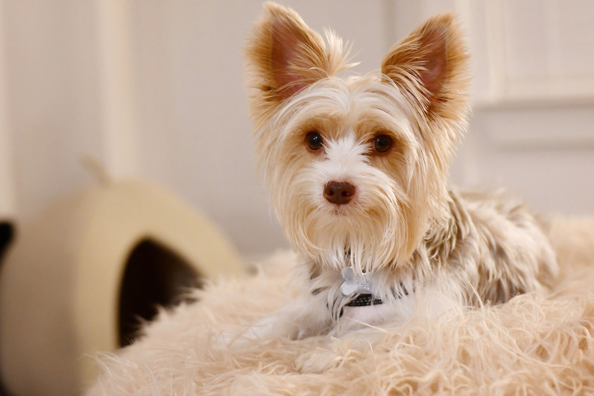 Top 10 Tips for Using Probiotics Supplements for Dogs and Cats