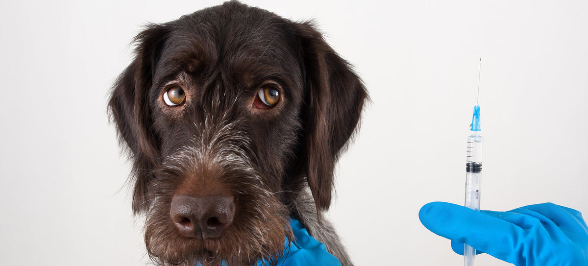 Are you Over-Vaccinating Your Dog or Cat?