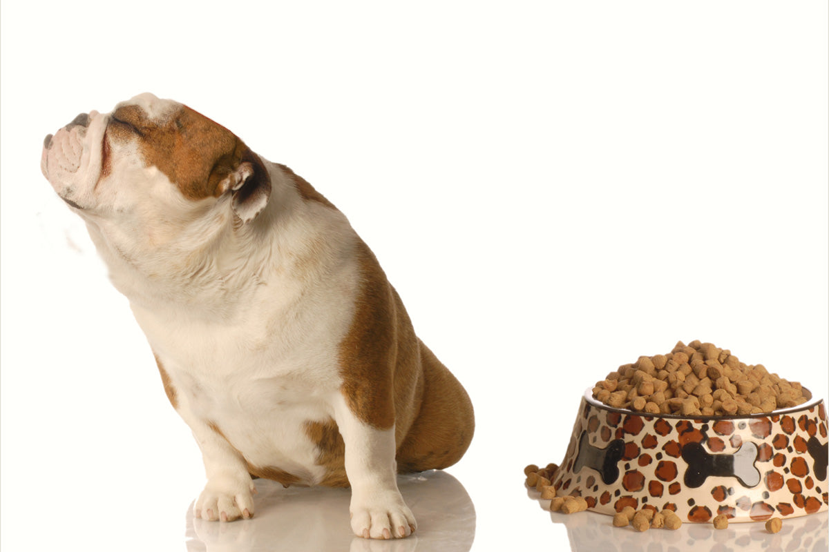 Undesirable Pet Dog and Cat Food Ingredients