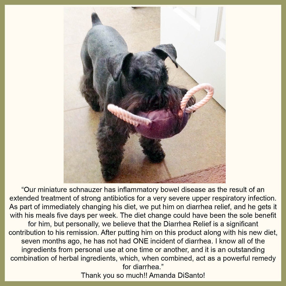 Senior Dog Bowel Incontinence Sale Websites