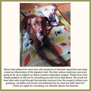 Dog Gastritis Remedy Testimonial