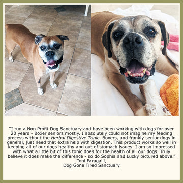 Dog Herbal Digestive Tonic Testimonial