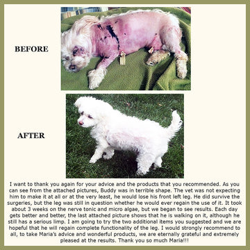 Dog Nerve Repair Remedy Testimonial