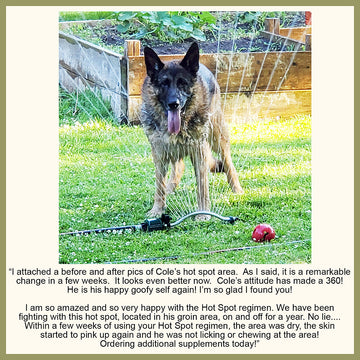 Holistic Dog Hot Spot Therapy