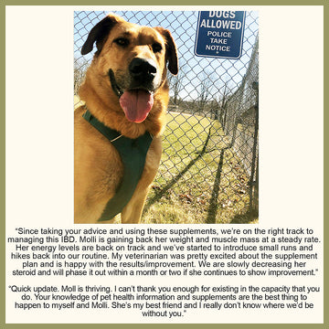 Holistic IBD Therapy for Dog and Cat
