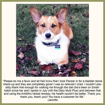 Natural Bladder Stone Remedy for Dogs and Cats Client Testimonial