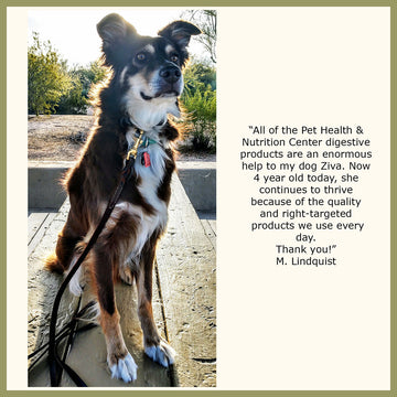 Dog Digestive Enzymes Testimonial